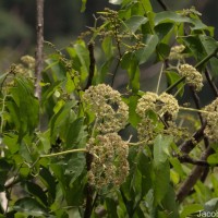 Gyrocarpus americanus Jacq.